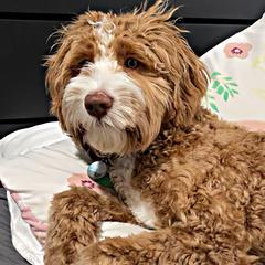 Mac - Australian Cobberdog