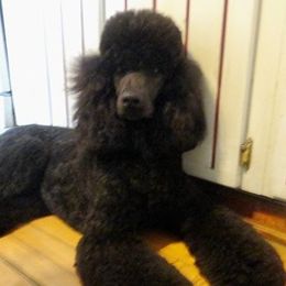 Poodles from Meadow Mt Poodles