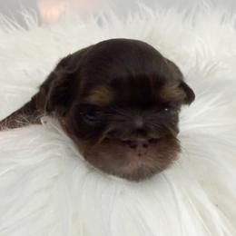 Rudolph - Chocolate and tan male Shih Tzu puppy in Connersville, Indiana from Anna’s Farmhouse Shihtzus