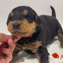 Red - Black and tan male Airedale Terrier puppy in Castle Rock, Washington from Seaquest Airedales