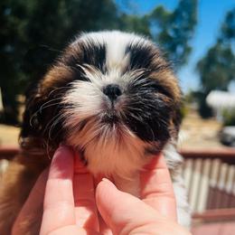 Male 3 - Red and white male Shih Tzu puppy in Paso Robles, California from Encanto Shih Tzus by Darlene Madrigal