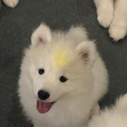 Yellow Girl - White female Samoyed puppy in Riverton, Utah from Sandy Decker