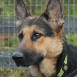 Vantasia vom Eichenhain - German Shepherd