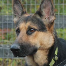 Vantasia vom Eichenhain - German Shepherd