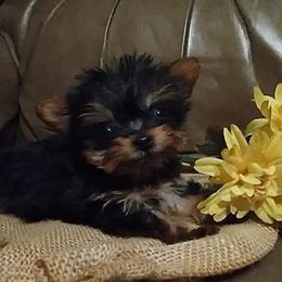 Shih Tzu and Yorkshire Terrier Puppies from Silver Bells Paw Prints