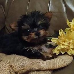 Shih Tzu and Yorkshire Terrier Puppies from Silver Bells Paw Prints