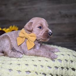 Ann - Apricot female Goldendoodle puppy in Woodburn, Indiana from DNLS Doodle Puppies