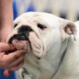 Marshmallow - Bulldog