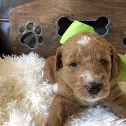 Goldendoodle Puppies from Carefree Goldendoodles