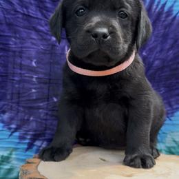 Labrador Retriever Puppies from Trust in the Lord Labradors