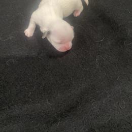 Girl - White female Shih Tzu puppy in Alexander, Arkansas from TnT Shih Tzu