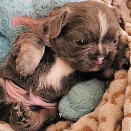 Jules - Blue male French Bulldog puppy in Redlands, California from You Winnie Some (Winnie's Blues & Lilacs)