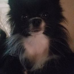 Pomeranian All Grown Up from Jacqueline's Pomeranians