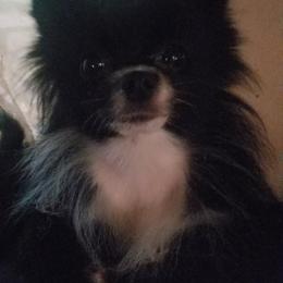 Pomeranian All Grown Up from Jacqueline's Pomeranians