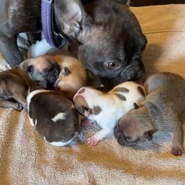 French Bulldog All Grown Up from Shell Creek Kennels