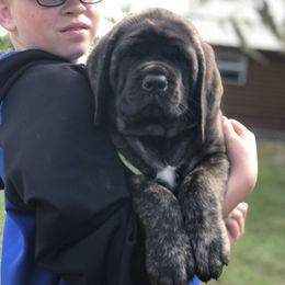 Mastiff Puppies from Majestic Mastiffs of Florida