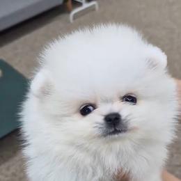 Baby - Cream female Pomeranian puppy in Salem, Oregon from PNW Dynasty Poms