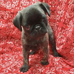 Pug and Shih Tzu Puppies from Swaying Sycamore Farm