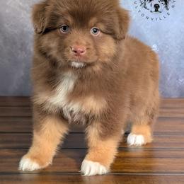 Dolce - Red tri-color female Australian Shepherd puppy in Fultonville, New York from Sandy Aussies & Pomeranians