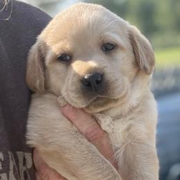 Promise - Yellow female Dilute Retriever puppy in Baldwin City, Kansas from Hedge Lane Labradors