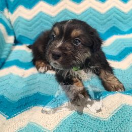 Australian Shepherd Puppies from Whitfarm Aussies