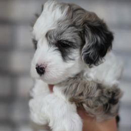Aussiedoodle Puppies from Peachydoodlepups
