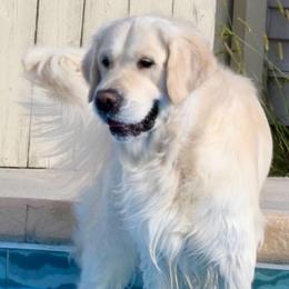 Golden Retriever All Grown Up from Blue River Goldens