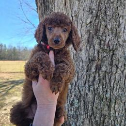 Pink Collar - Red  female Poodle puppy in Henagar, Alabama from Windy Oak Kennels