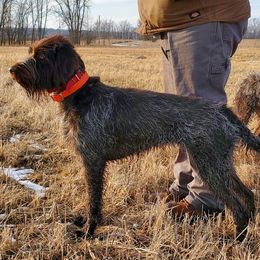 Wirehaired Pointing Griffon All Grown Up from Bristle Creek Wirehaired Pointing Griffons