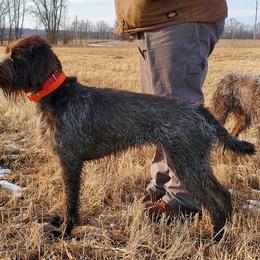 Wirehaired Pointing Griffon All Grown Up from Bristle Creek Wirehaired Pointing Griffons