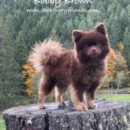 Pomeranian puppies from Dbos Furry Friends