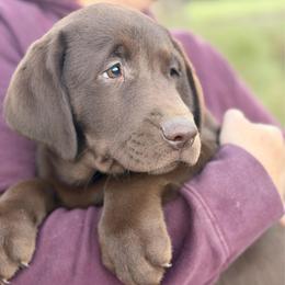 Teddy - Chocolate male Labrador Retriever puppy in Archer Lodge, North Carolina from Archer Lodge Labradors