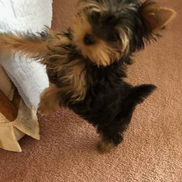 Yorkshire Terriers from Pam Gatrell's Yorkshire Terriers