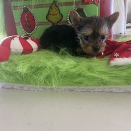 Paris - Black and tan female Yorkshire Terrier puppy in Belpre, Ohio from Blackwoods Yorkies