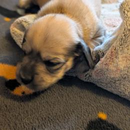 Amy - Sable female Dachshund puppy in South Point, Ohio from Snuggle Bunny Dachshunds