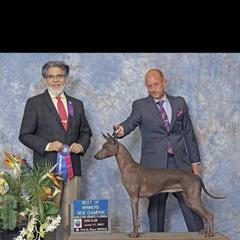 Xoloitzcuintli puppies from Experience The Wild