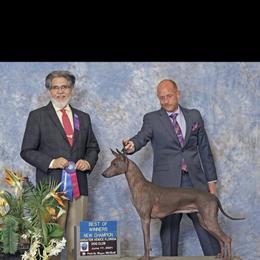 Xoloitzcuintli puppies from Experience The Wild