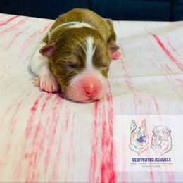 Australian Shepherd Puppies from REINVENTED.KENNELS