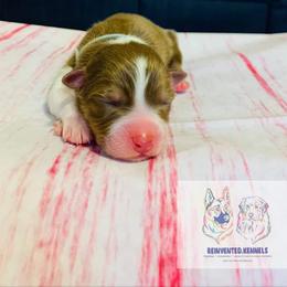 Australian Shepherd Puppies from REINVENTED.KENNELS
