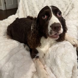 Dolly - English Springer Spaniel