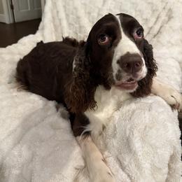 Dolly - English Springer Spaniel
