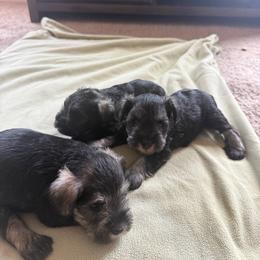 Girl 2 - Salt and pepper female Miniature Schnauzer puppy in Rome, Georgia from Lauren Ivascu