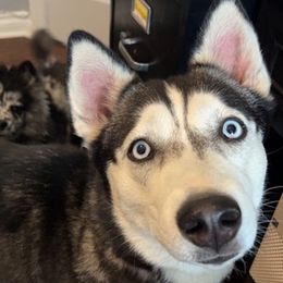 Siberian Huskies from Cyprus Point Kennels LLC