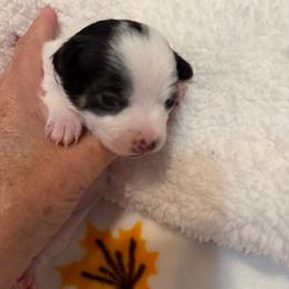 Ace - Black and white male Chihuahua puppy in Amity, Pennsylvania from Rhoda and Verna
