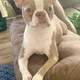 Boston Terriers from NC Boston Babies