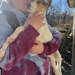 Collie Puppies from Lakeside Collies