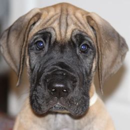 Great Dane Puppies from Daynakin Great Danes LLC
