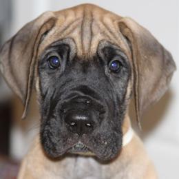 Great Dane Puppies from Daynakin Great Danes LLC