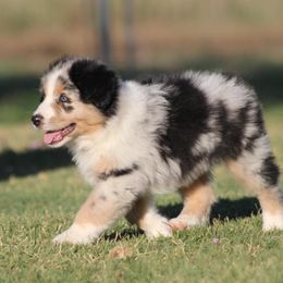 Australian Shepherds from Two or More Kennels