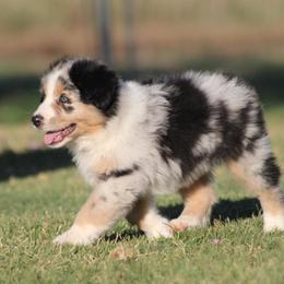 Australian Shepherds from Two or More Kennels
